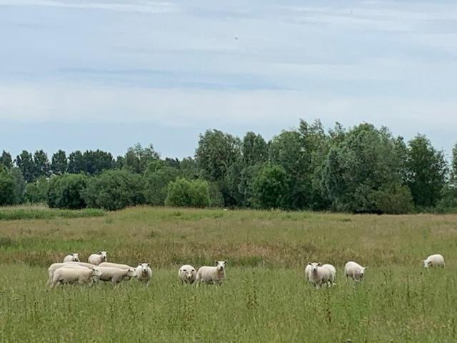 B&B Petit Chateau - Stijlvol Verblijf Centraal Gelegen In Zeeuws Vlaanderen Biervliet Dış mekan fotoğraf